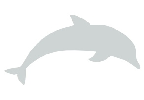 Sticker adhésif - Dauphin sticker-adhesif-dauphin.jpg