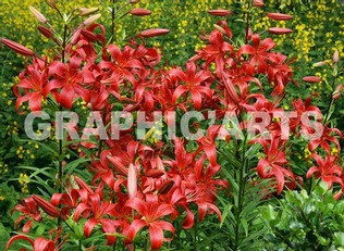 Reproduction photo - Fleurs reproduction-photo-fleurs.jpg