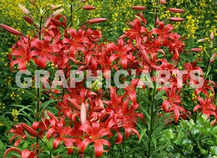 reproduction-photo-fleurs.jpg