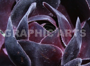 reproduction-photo-plante-noire.jpg
