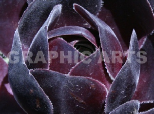Reproduction photo - La Plante Noire reproduction-photo-plante-noire.jpg