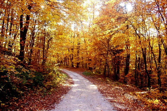 tapisserie-murale-automne.jpg