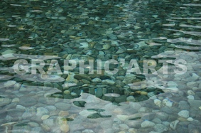 Reproduction de photo en tapisserie murale - Galets sous l'Eau tapisserie-murale-galets.jpg