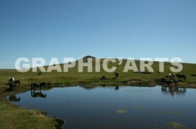 Reproduction photographie - Mare et Chevaux reproduction-mare-chevaux.jpg