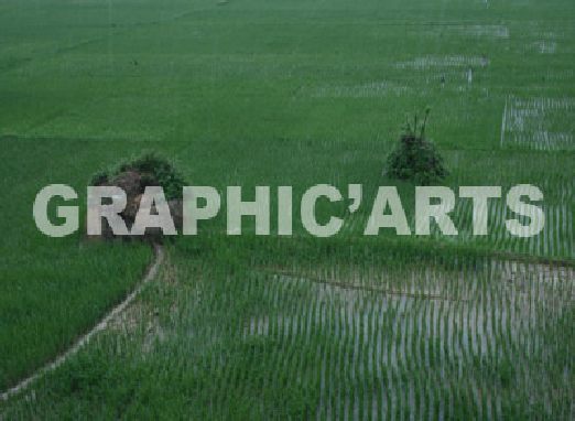 reproduction-photo-camargue.jpg