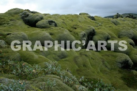 reproduction-photo-mousse-et-roche.jpg