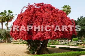 Dans le langage des fleurs, sa floraison spectaculaire du bougainvillier lance un appel explicite à la séduction. reproduction-photo-bougainvillier.jpg