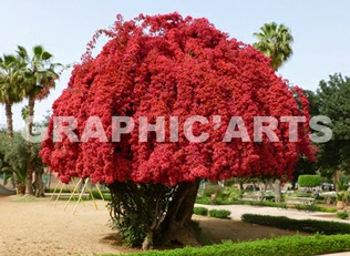 Floraison spectaculaire du bougainvillier reproduction-photo-bougainvillier.jpg