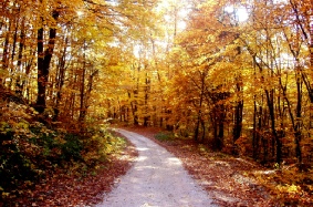 tapisserie-murale-automne.jpg